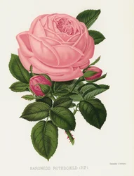The Rose Garden: Baroness Rothschild, HP